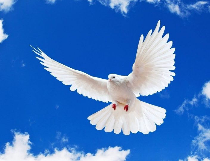 white-dove.jpg